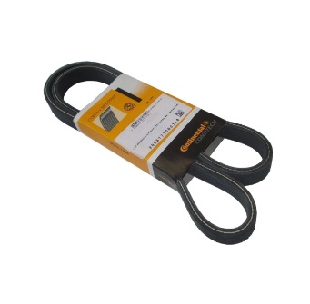 CORREIA POLY V ELASTICA